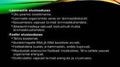 LÄMMASTIK JA FOSFOR #13