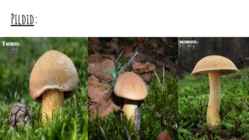Liivtatik #7