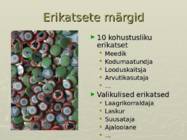 Noored Kotkad - Kaitseliidu eriorganisatsioon #22