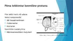 Piim-selle tekkimise keemiline protsess-biokeemiline koostis-erinevas vanuses ja erinevatel imetajatel #7