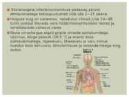 Viirused estilus #15