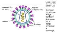 Viirused estilus #3