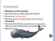 Sinivaal #4