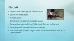 Tuhkur #3