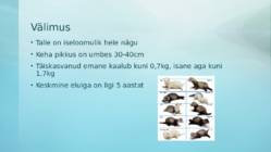Tuhkur #4