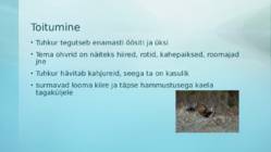 Tuhkur #5