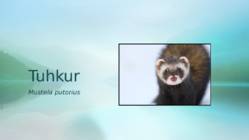 Tuhkur