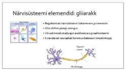 Käitumise bioloogilised alused #5