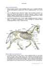 Veterinaaria #2