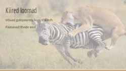 Loomad savannis-Sebrad #3