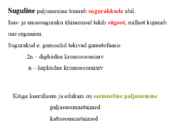 Õis-mitoos-meioos-paljunemine #12