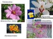 Õis-mitoos-meioos-paljunemine #21