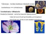 Õis-mitoos-meioos-paljunemine #26