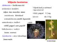 Õis-mitoos-meioos-paljunemine #53
