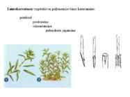 Õis-mitoos-meioos-paljunemine #8