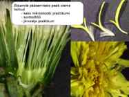Õis-mitoos-meioos-paljunemine