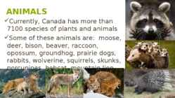 CANADA #13