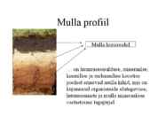 Pedosfäär-mulla profiil #10