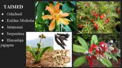 NEPAL #8
