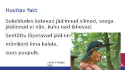 JÄÄLIND #7