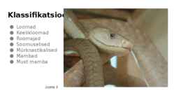 Must Mamba-Dendroaspis polylepis #2