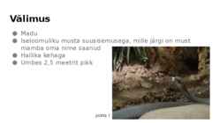 Must Mamba-Dendroaspis polylepis #3