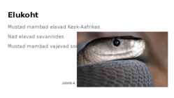 Must Mamba-Dendroaspis polylepis #5