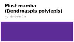 Must Mamba-Dendroaspis polylepis