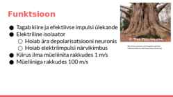 Müeliini ehitus-funktioon-häired-haigused #5