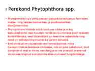 Phytophtora cinnamomi #11