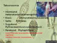 Phytophtora cinnamomi #3