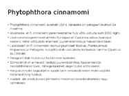 Phytophtora cinnamomi #22