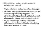 Phytophtora cinnamomi #25