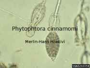 Phytophtora cinnamomi