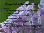Juhend sireli paljundamisest pookimise teel #5