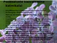 Juhend sireli paljundamisest pookimise teel #7