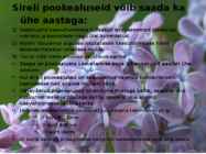 Juhend sireli paljundamisest pookimise teel #8