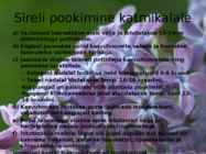 Juhend sireli paljundamisest pookimise teel #9
