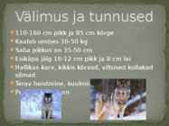 Esitlus teemal HUNT #11