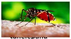 Dengue palavik #12