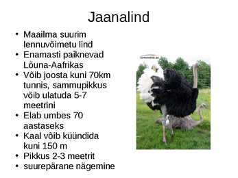 Jaanalind powerpoint #2