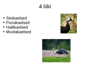 Jaanalind powerpoint #4