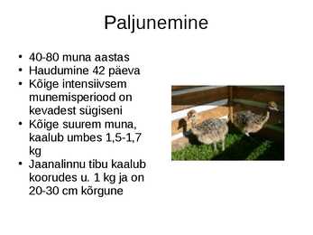 Jaanalind powerpoint #6