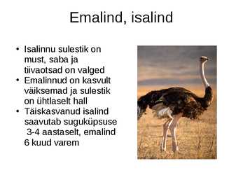 Jaanalind powerpoint #8