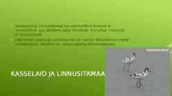 Abruka looduskaitseala #5