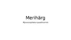 Merihärg