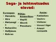Sega ja lehtmetsad #19