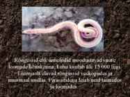 Rõngussid ehk anneliidid #2