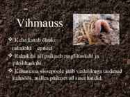 Rõngussid ehk anneliidid #4