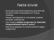 Kiivi ja sidrun #9